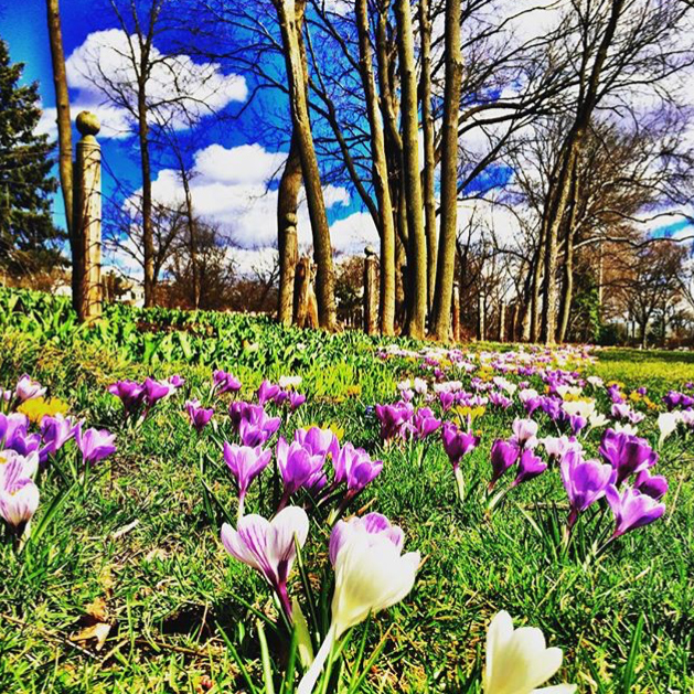 Spring is in the Air - @misslolo_kitty